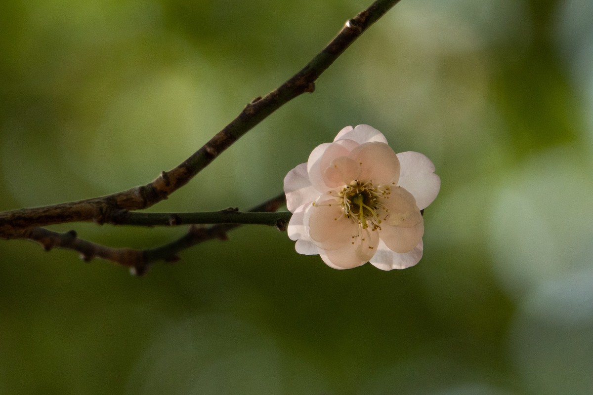 花枝招展（461）