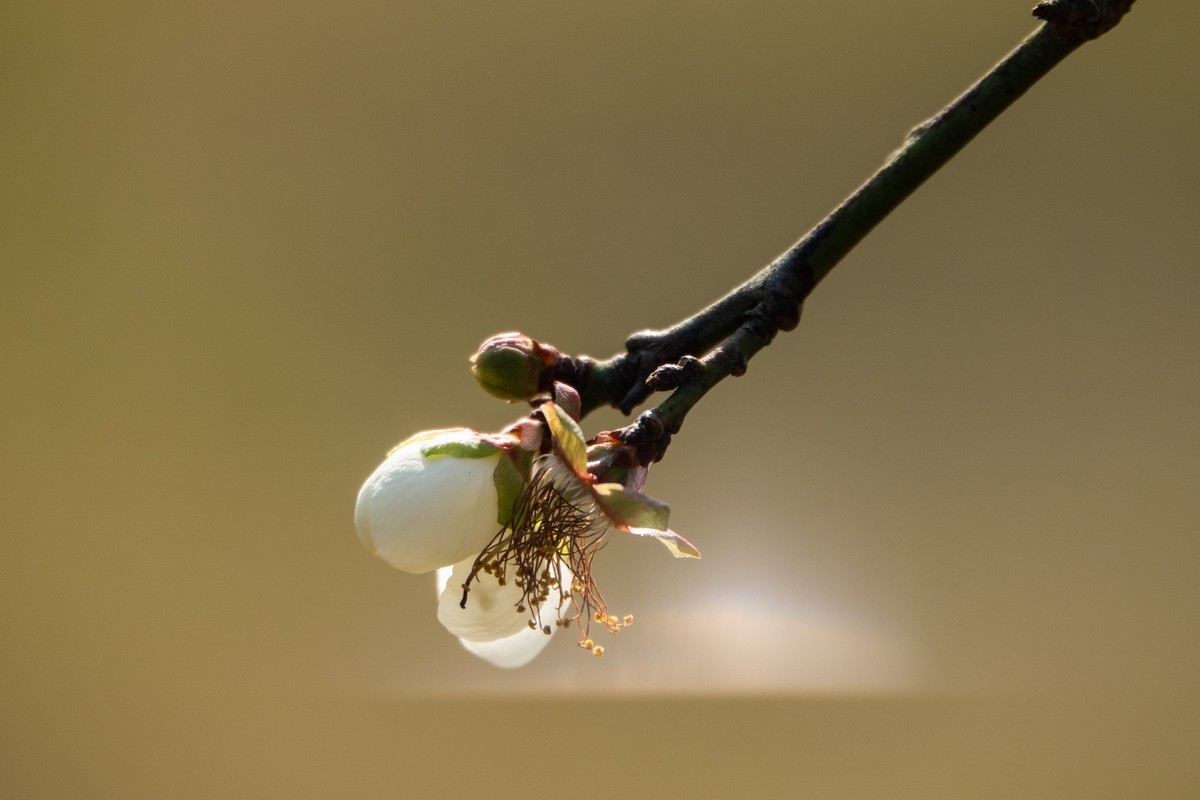 花枝招展（461）