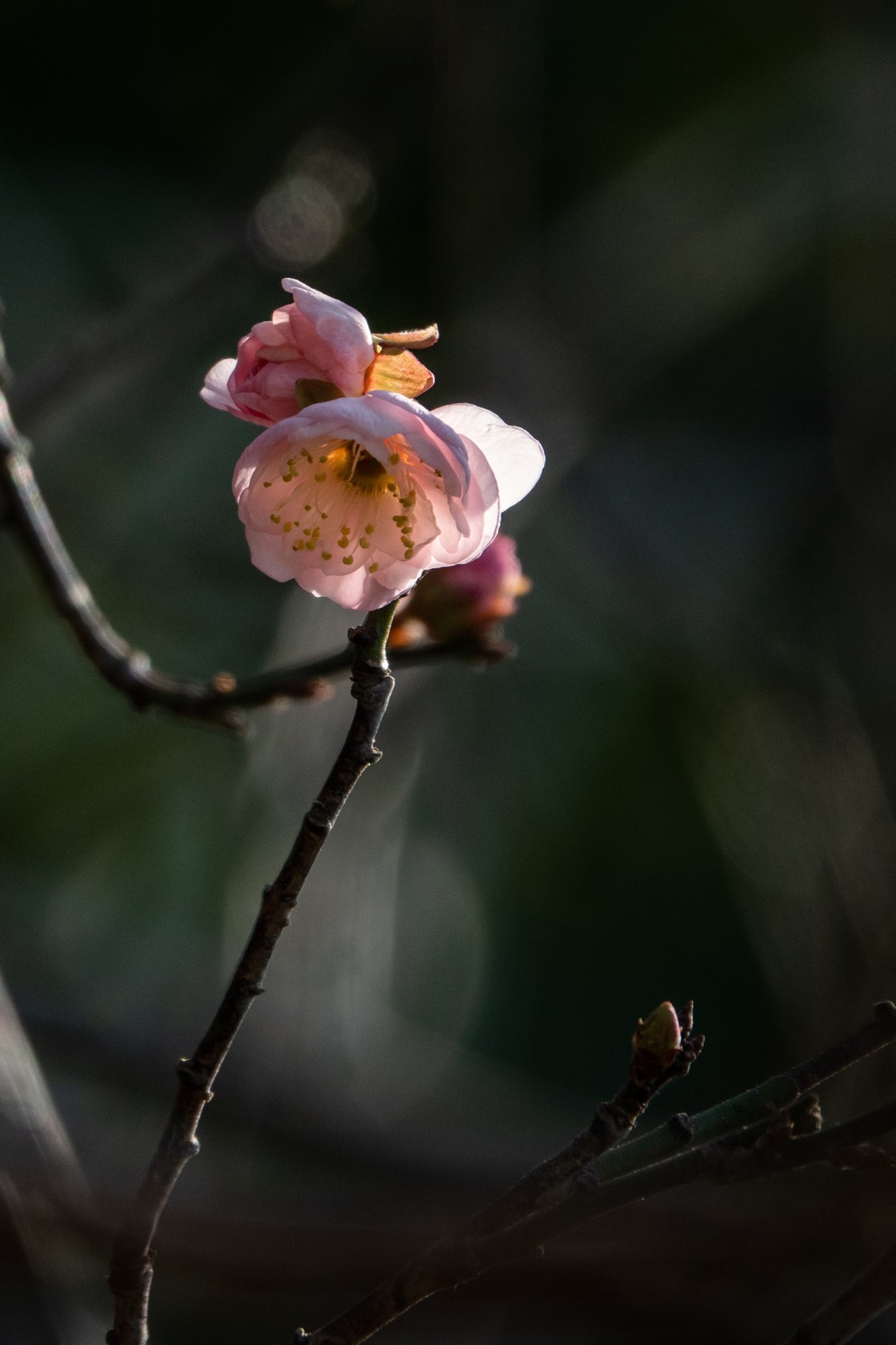 花枝招展（461）