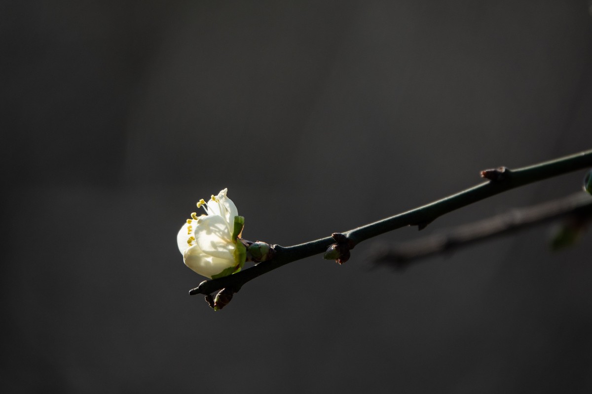 花枝招展（461）