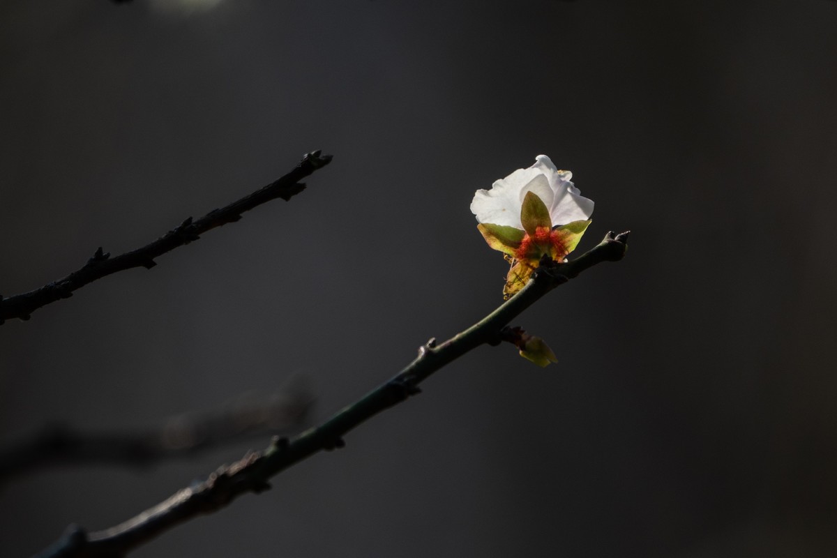 花枝招展（461）