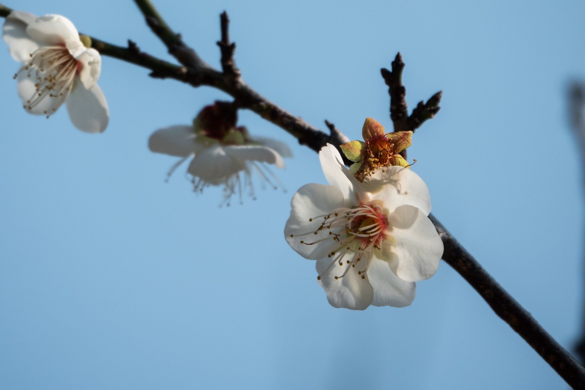 花枝招展（461）