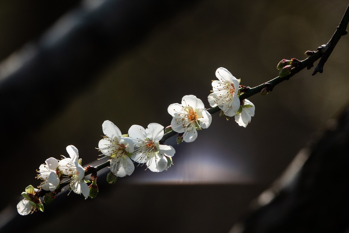 花枝招展（461）