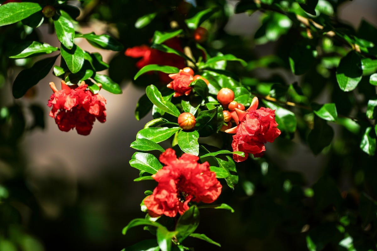 火红的石榴花