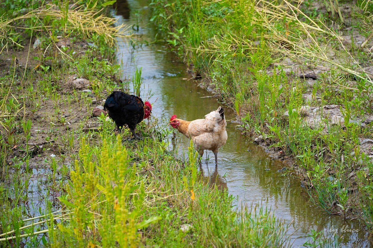 关麓古村【下】