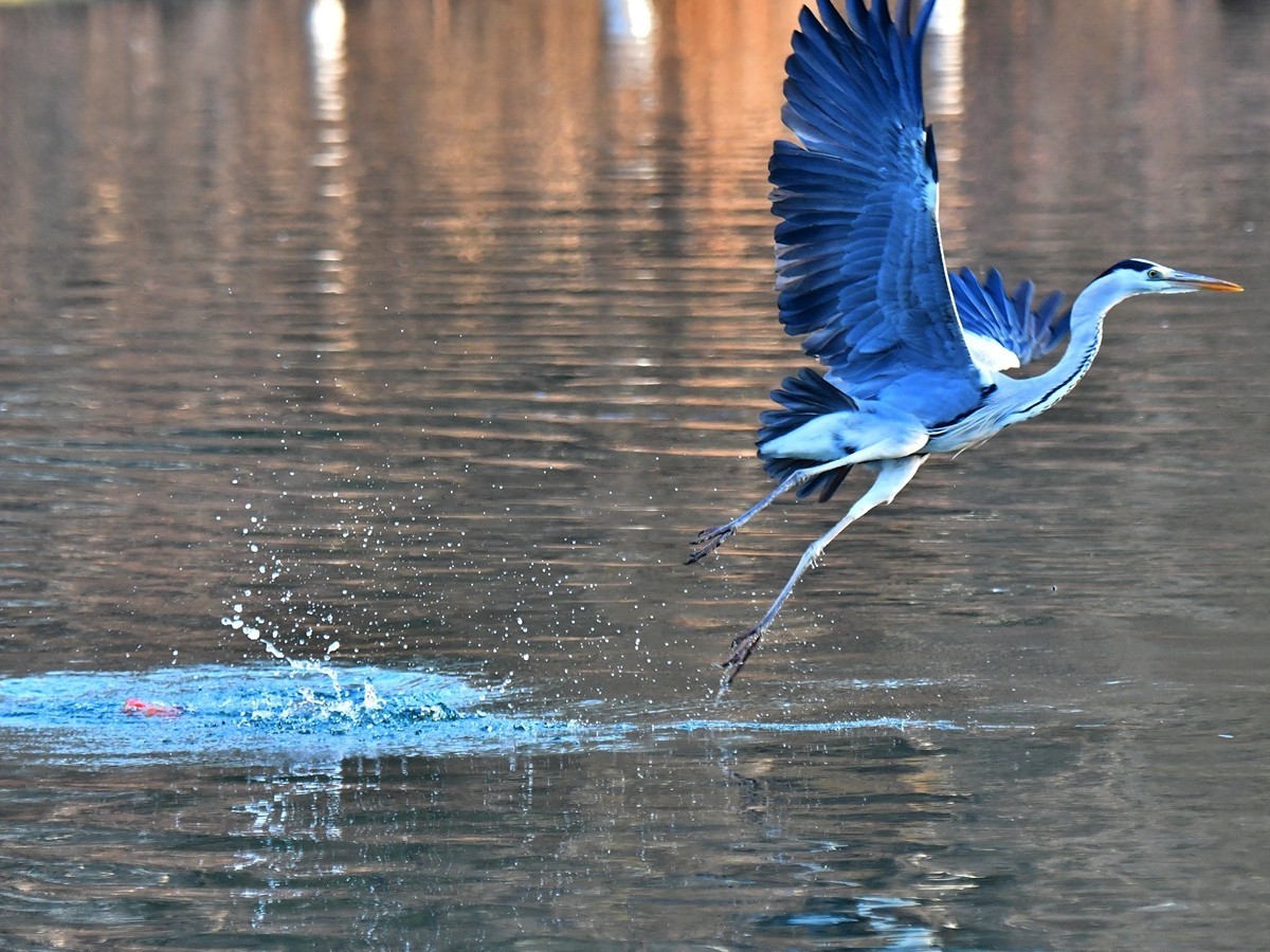 【视觉光影】明 湖 苍 鹭 （17）