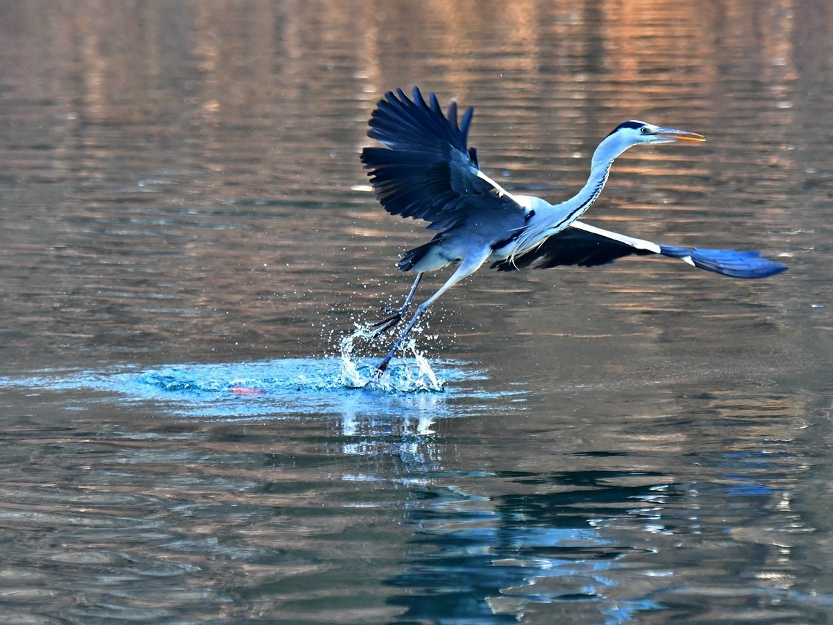 【视觉光影】明 湖 苍 鹭 （17）