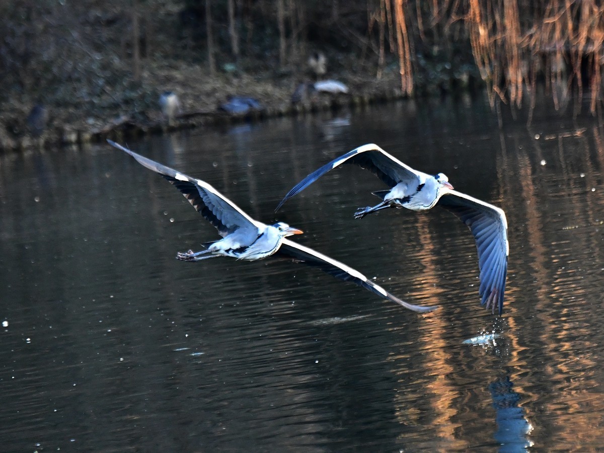 【视觉光影】明 湖 苍 鹭 （17）