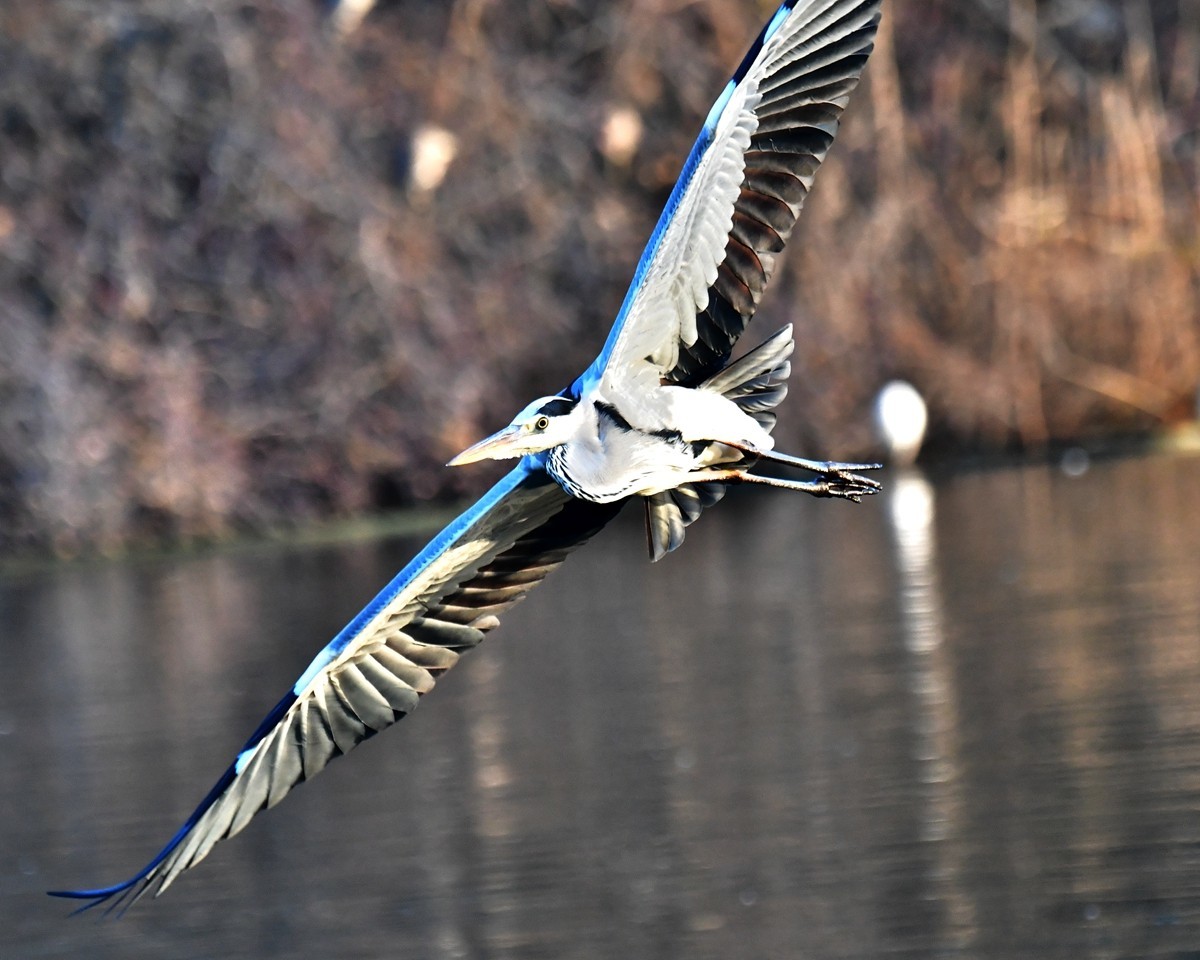 【视觉光影】明 湖 苍 鹭 （17）
