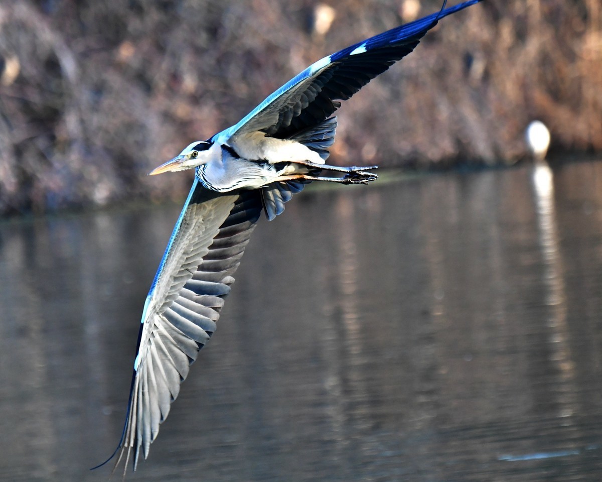 【视觉光影】明 湖 苍 鹭 （17）