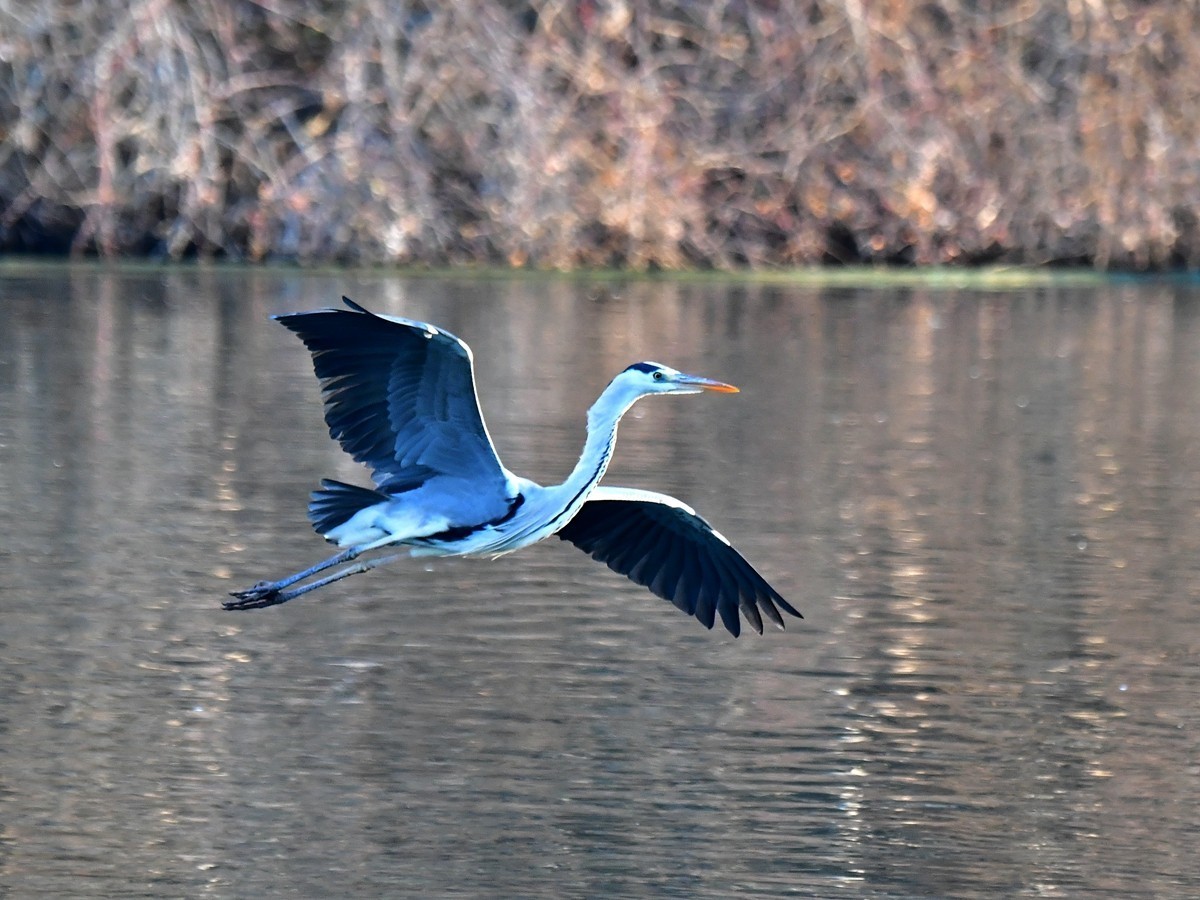 【视觉光影】明 湖 苍 鹭 （17）