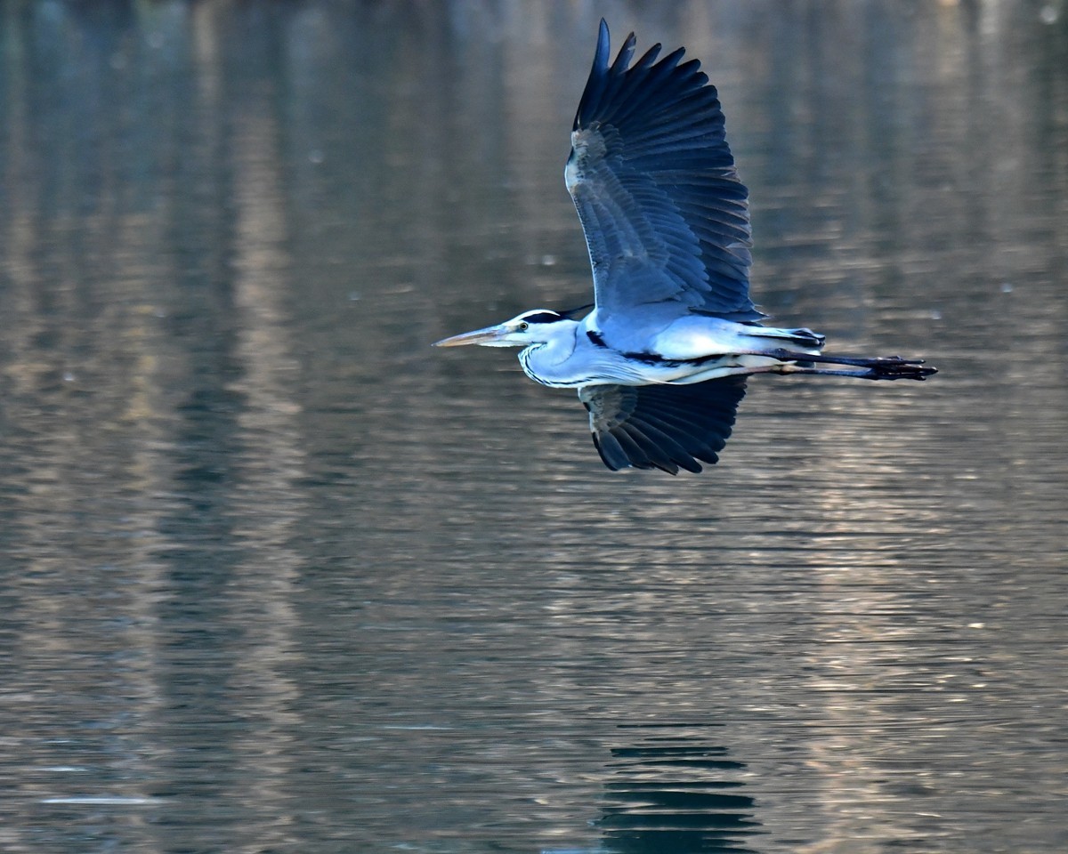 【视觉光影】明 湖 苍 鹭 （17）