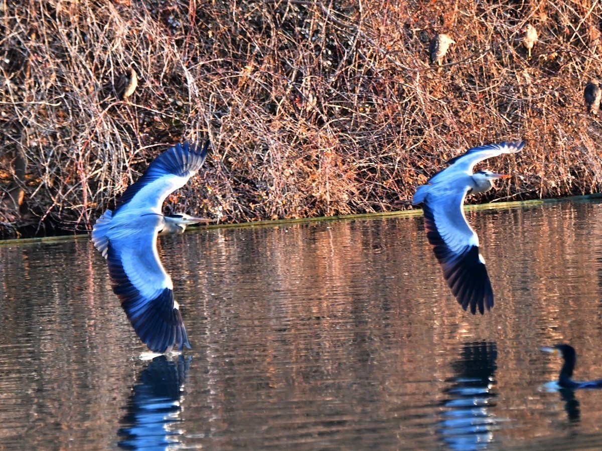 【视觉光影】明 湖 苍 鹭 （17）