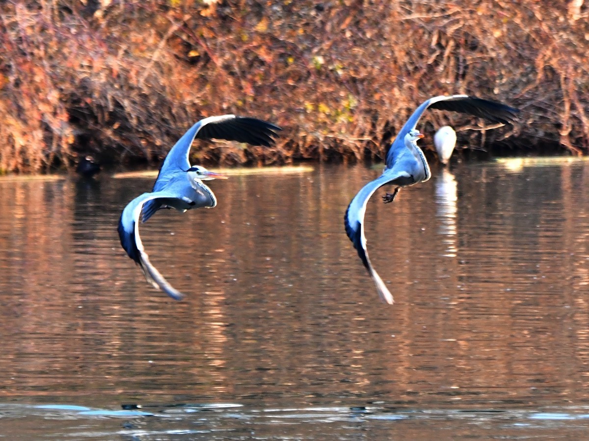 【视觉光影】明 湖 苍 鹭 （17）