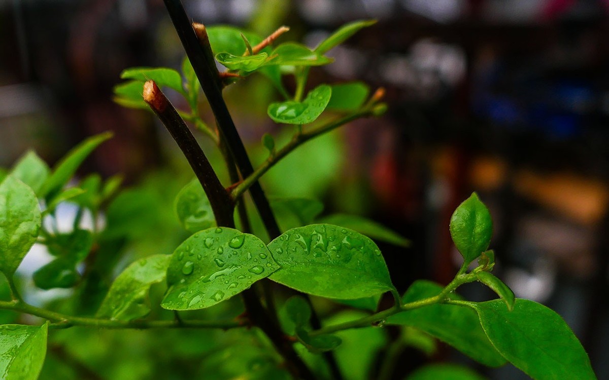 下雨之中拍花草