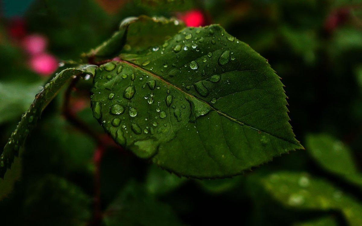 下雨之中拍花草
