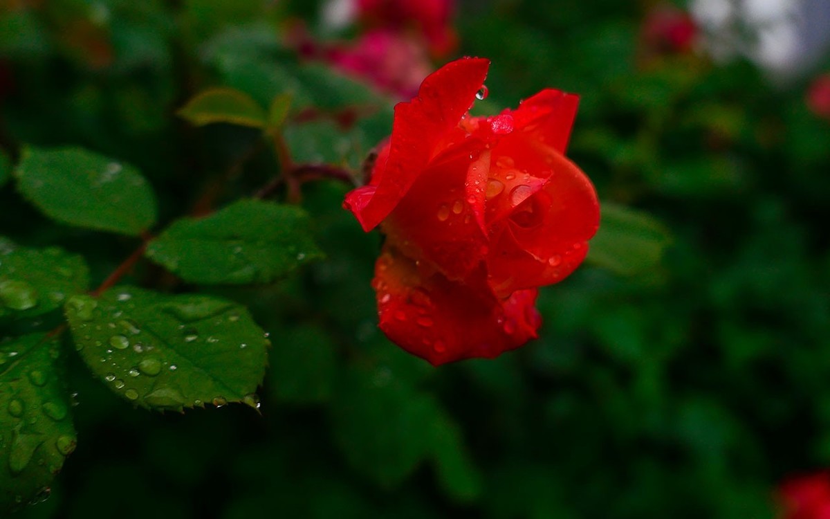 下雨之中拍花草