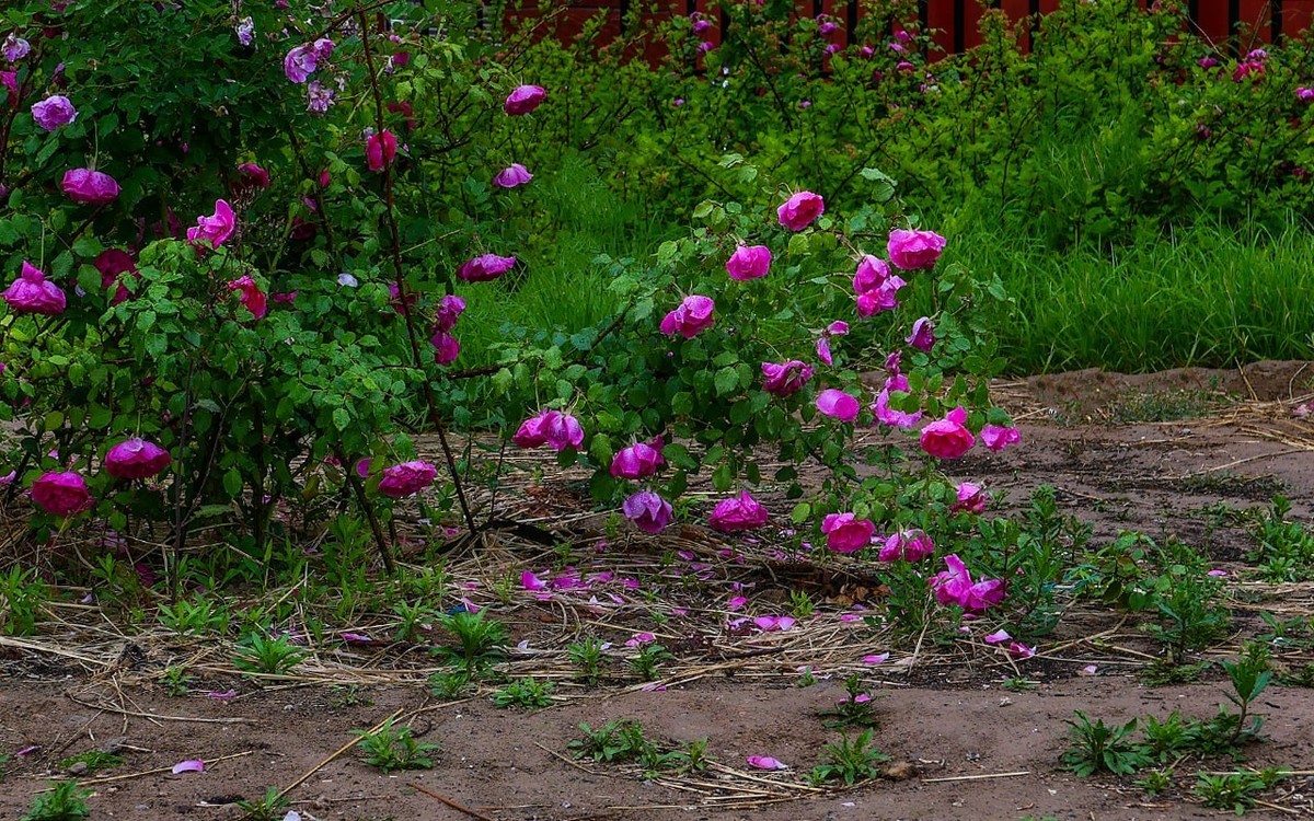 下雨之中拍花草
