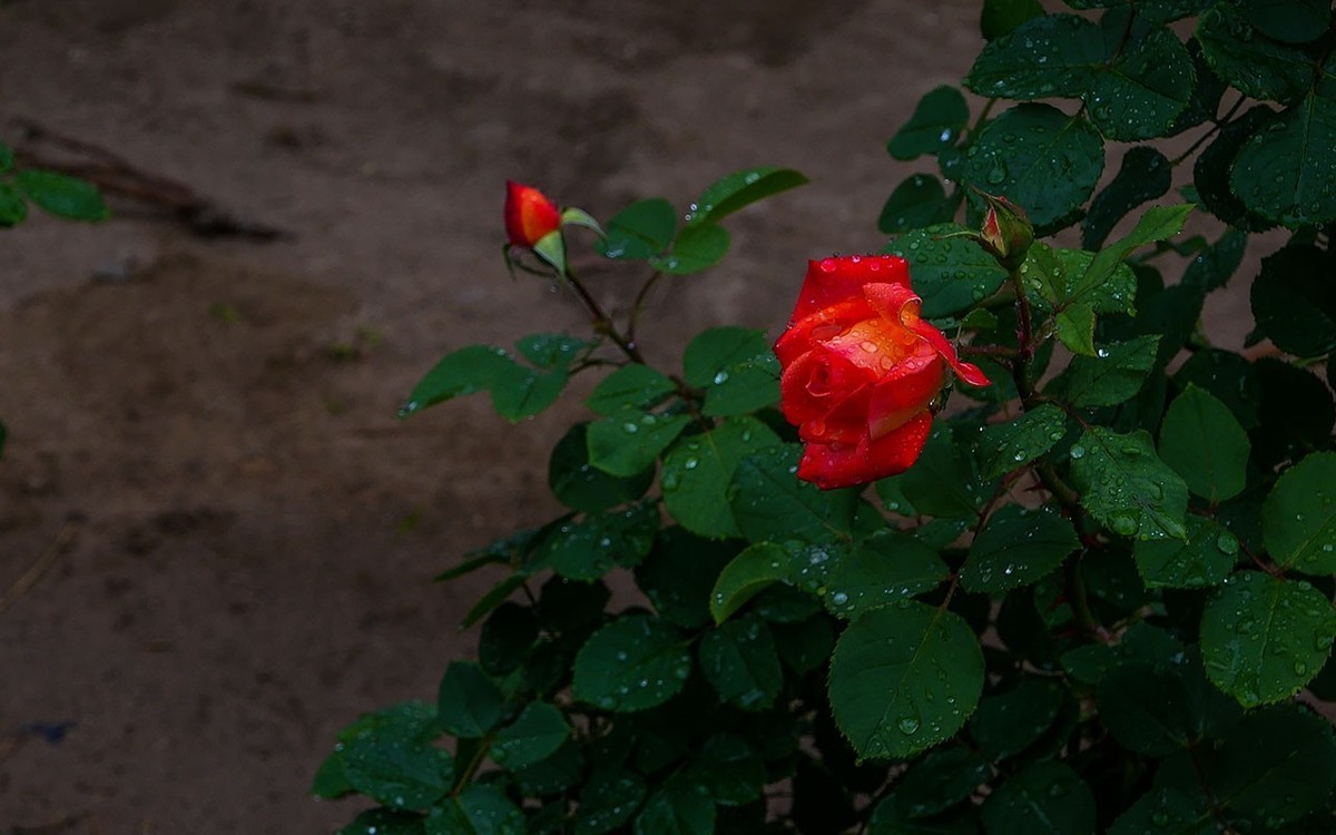 下雨之中拍花草