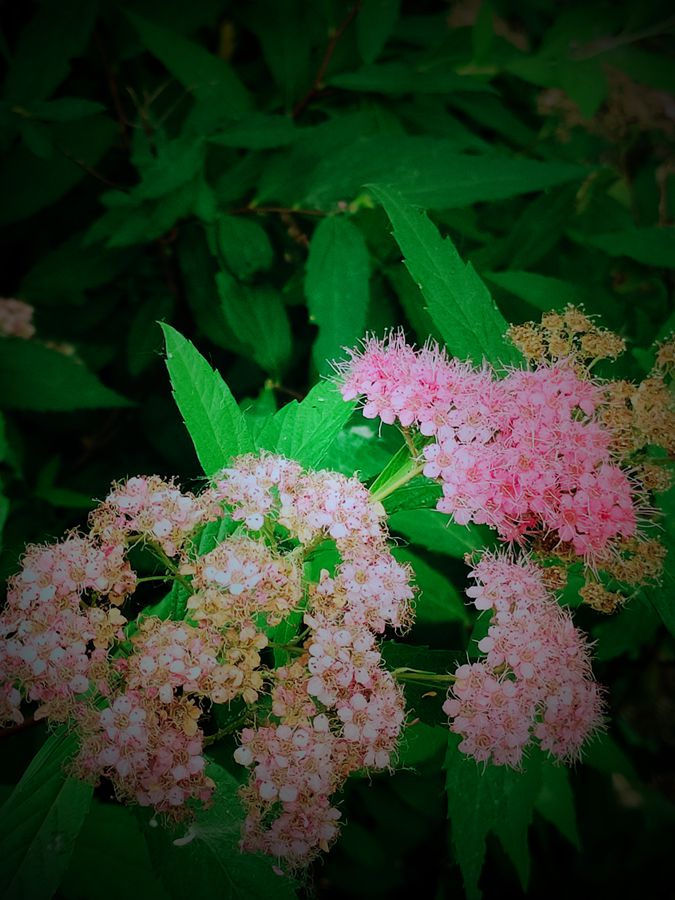 花卉系列【3842】