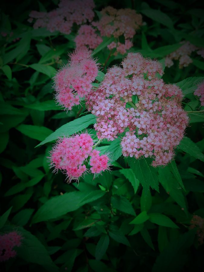 花卉系列【3842】