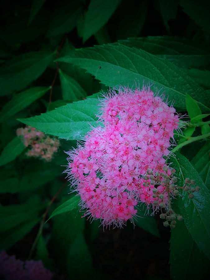 花卉系列【3842】