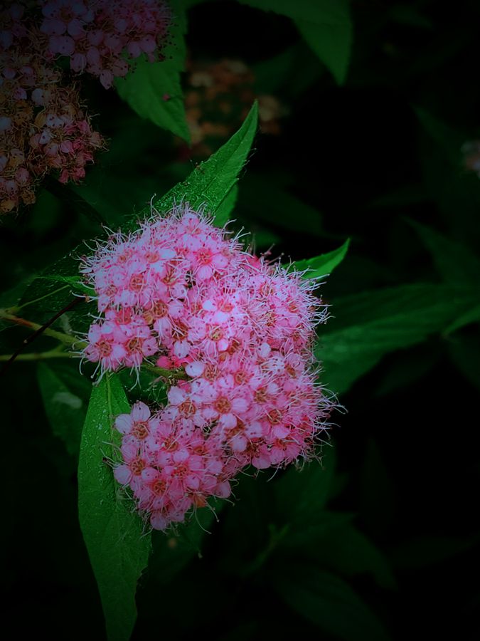 花卉系列【3842】