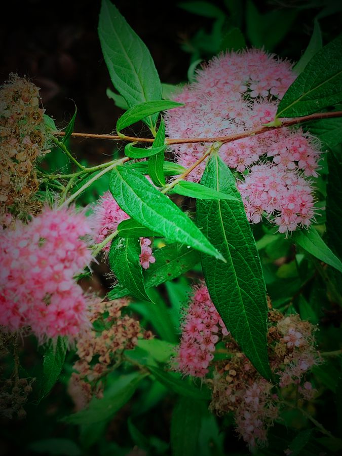 花卉系列【3842】