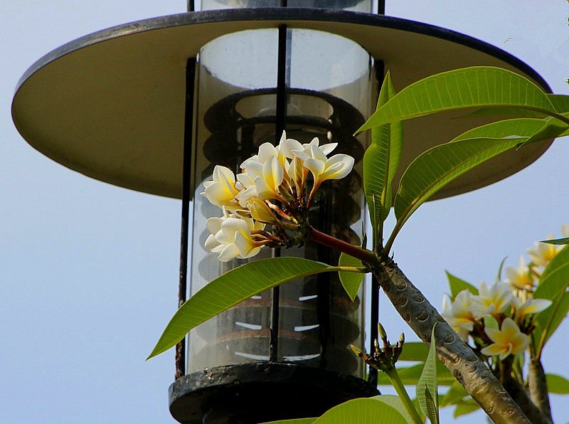 915不老松：海南游摄纪实】临高 县解放公园景!