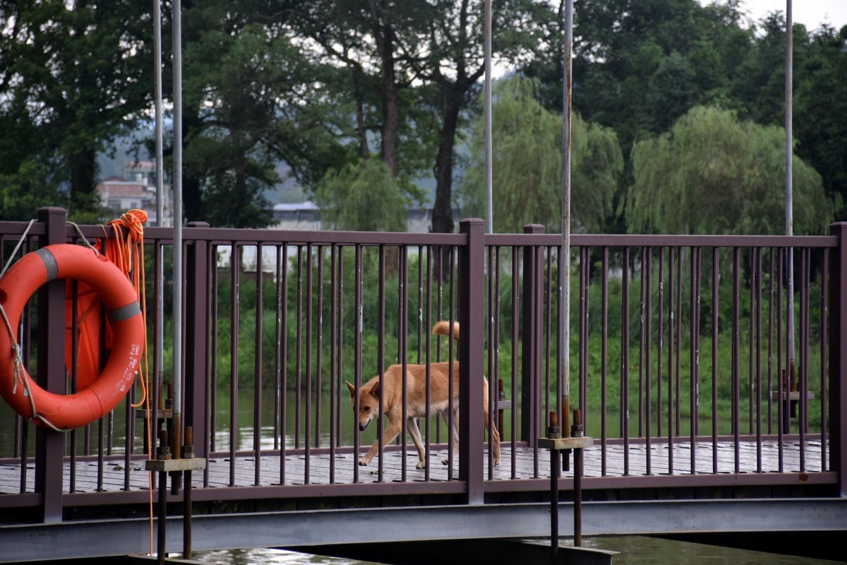 漫步星城 走街串巷（286）云影天光拍吊桥