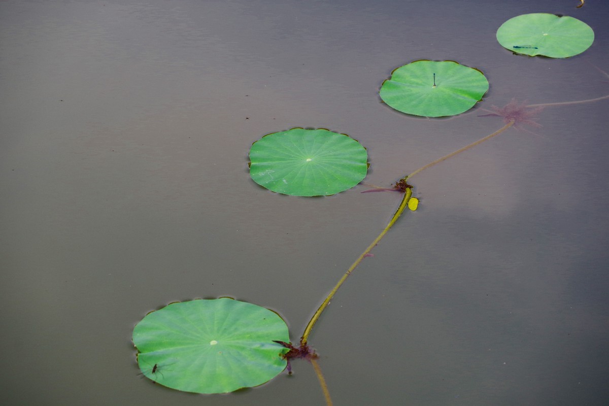 美丽万州太白公园
