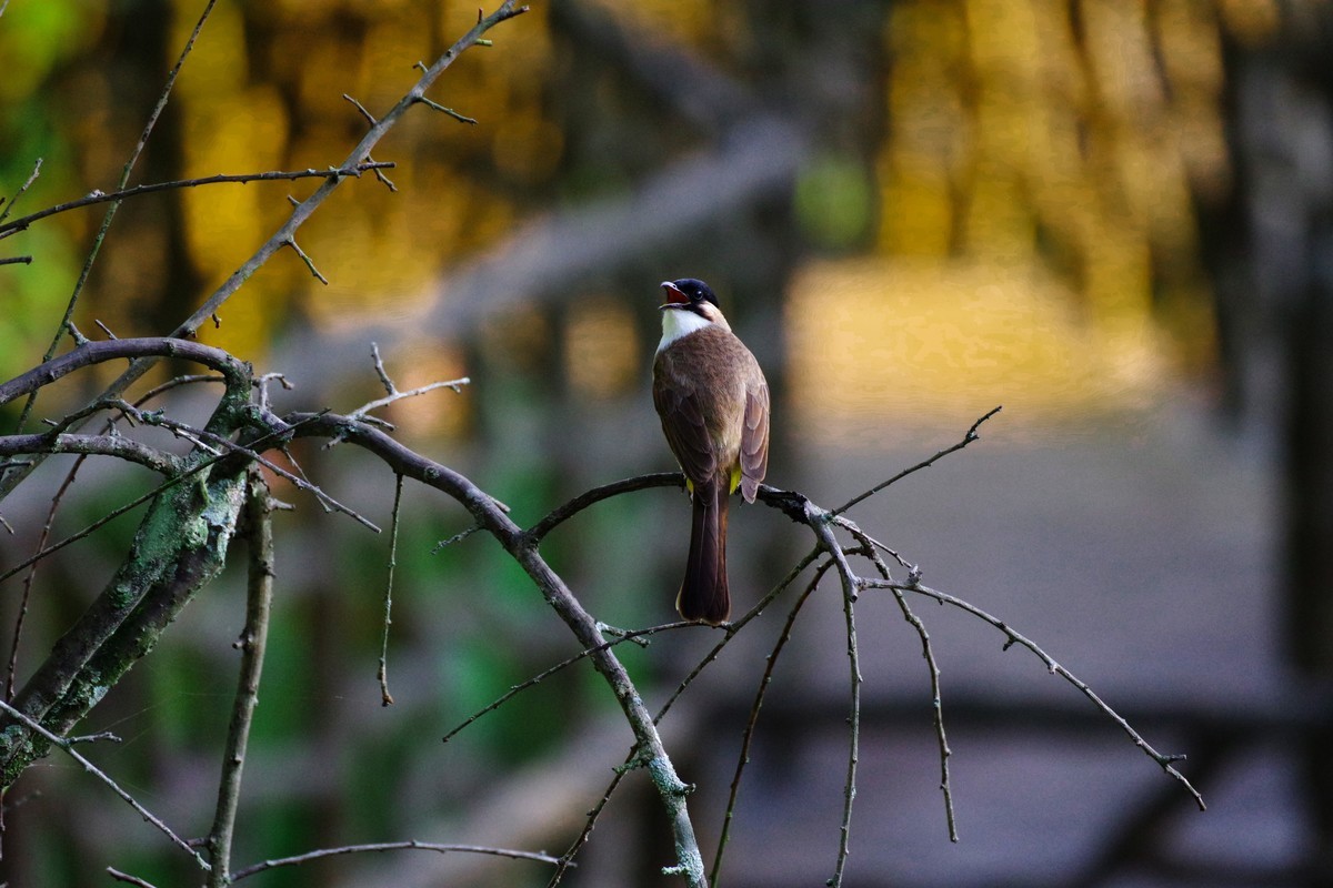 美丽万州太白公园