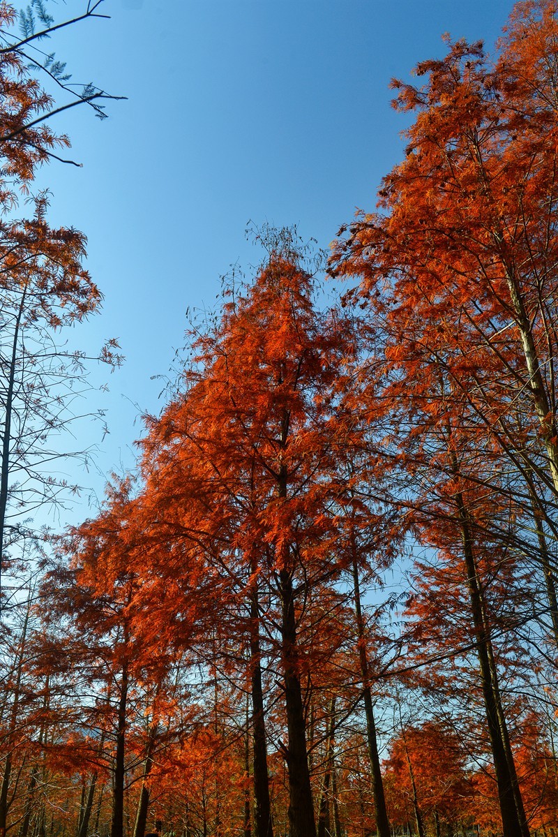 皖南川藏线 落羽红杉林（2）