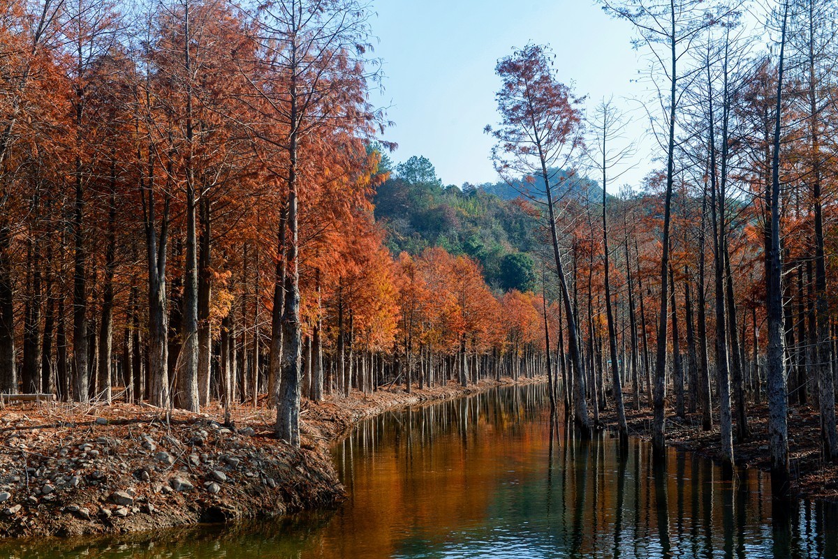 皖南川藏线 落羽红杉林（2）