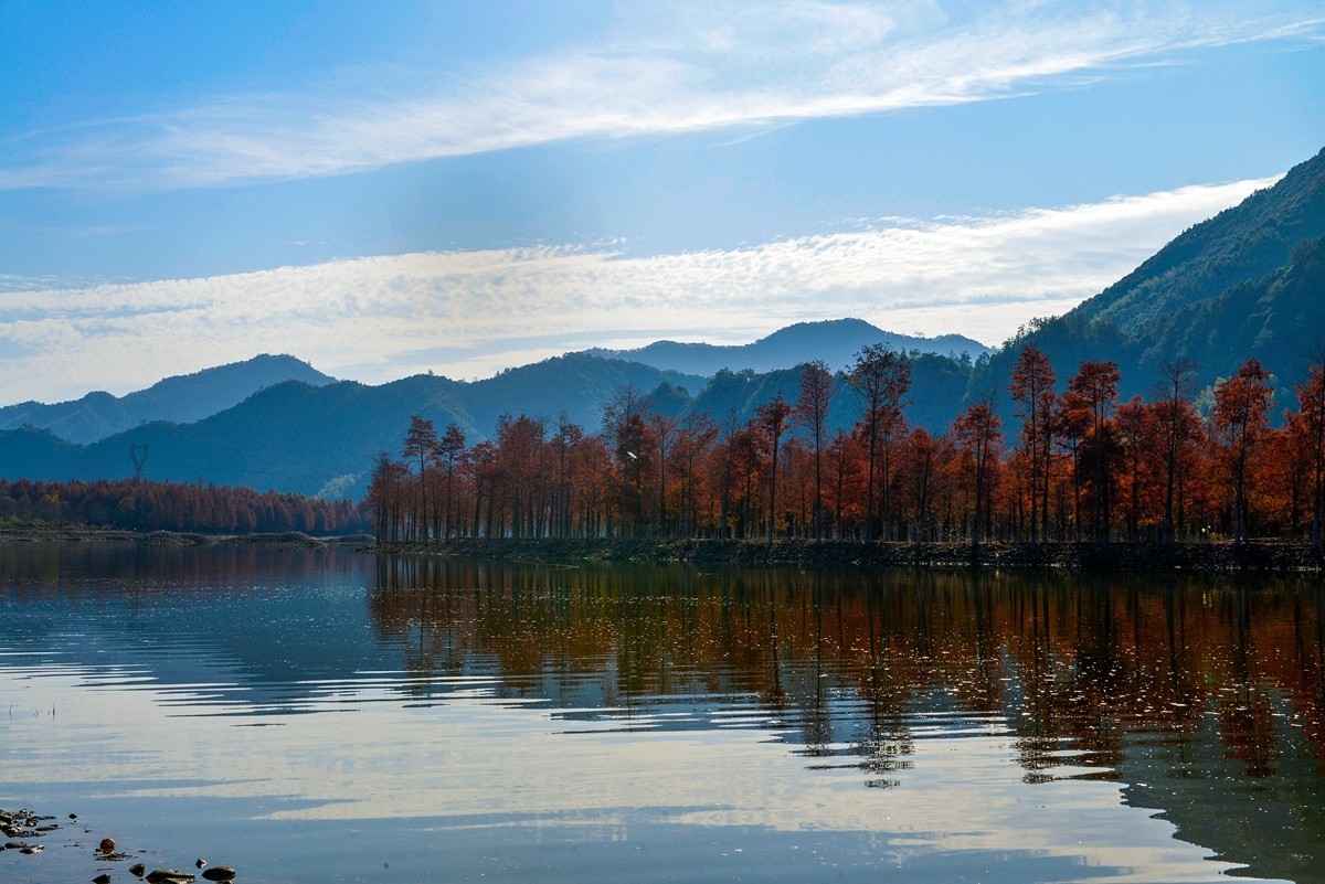 皖南川藏线 落羽红杉林（2）