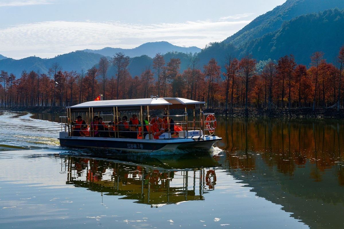 皖南川藏线 落羽红杉林（2）