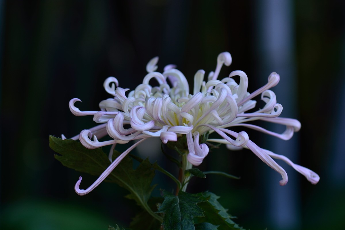 广州黄花岗菊展