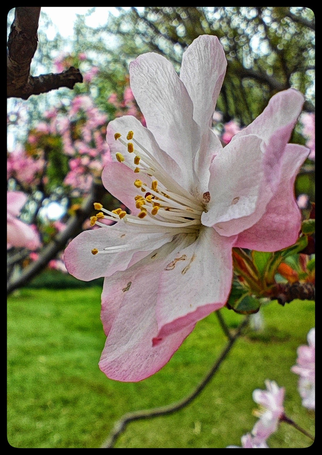 花季踏青好时节