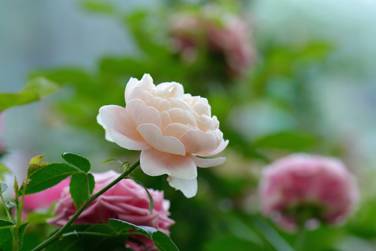 鲜花