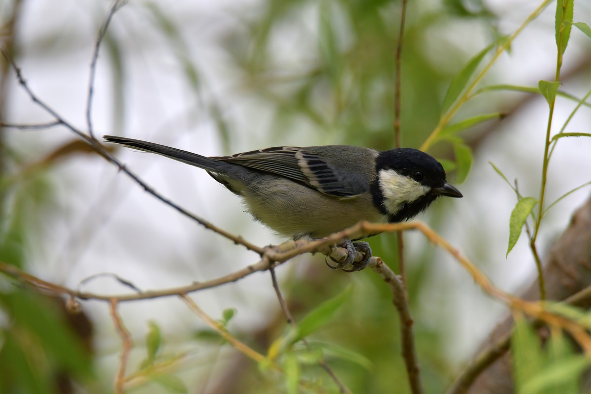 湿地公园拍鸟之---大山雀