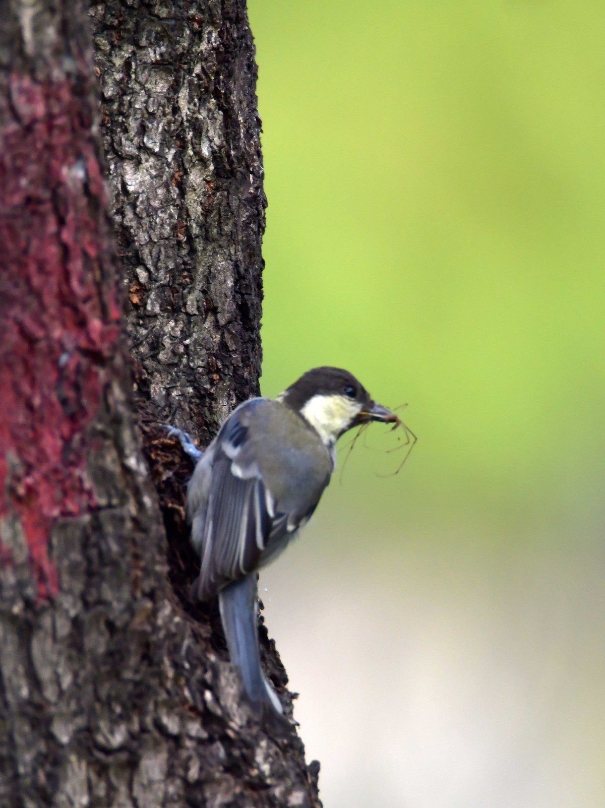 湿地公园拍鸟之---大山雀