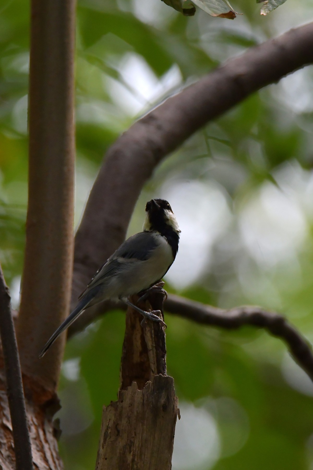 湿地公园拍鸟之---大山雀