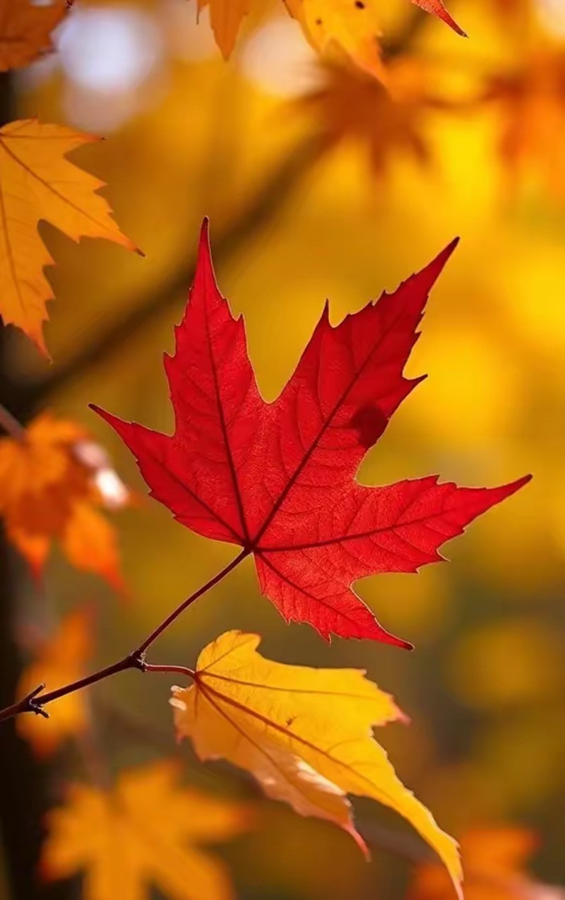 枫叶红了