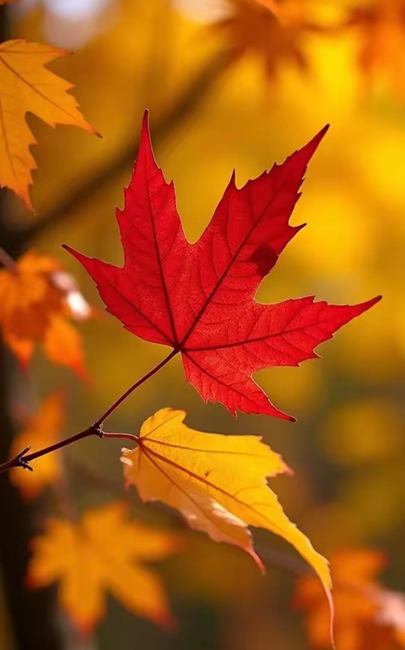 枫叶红了