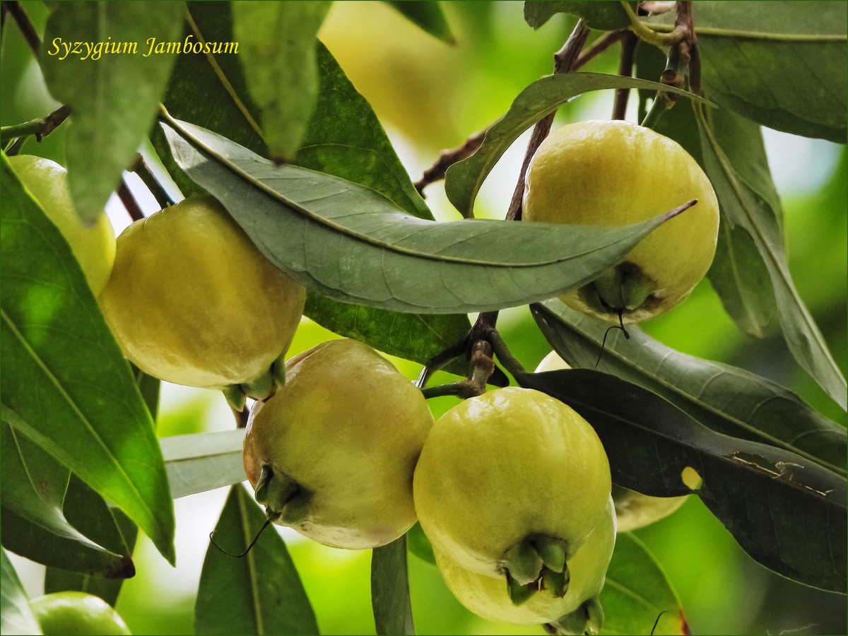 初夏水蒲桃熟了-中关村在线摄影论坛