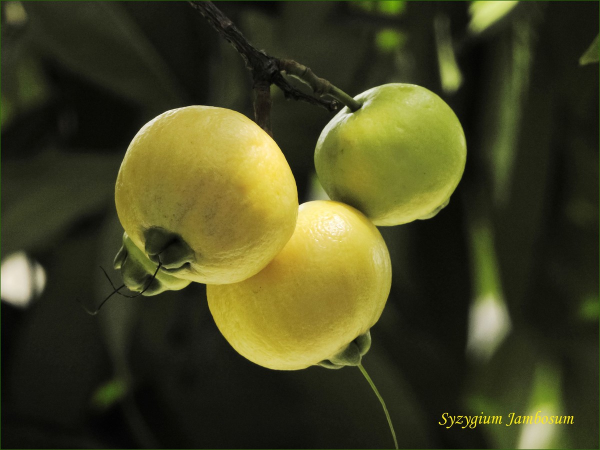 初夏水蒲桃熟了