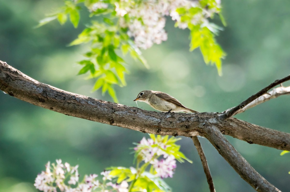 小鸟----北灰鹟（六）