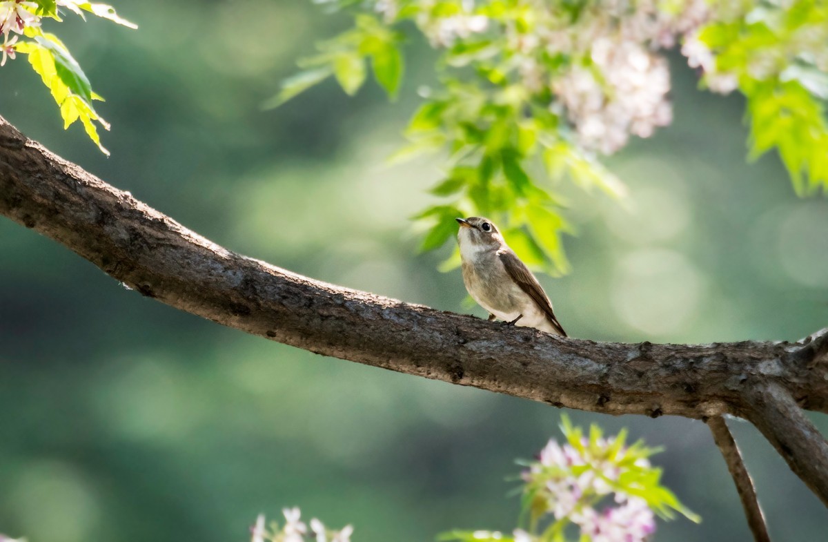 小鸟----北灰鹟（六）
