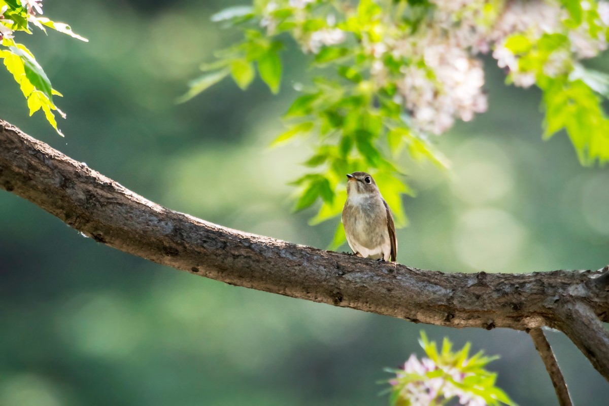 小鸟----北灰鹟（六）