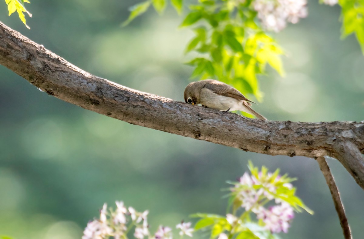小鸟----北灰鹟（六）